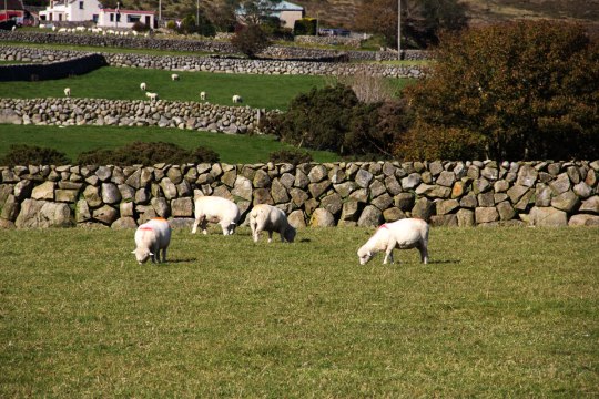 Stone Fences in County Down